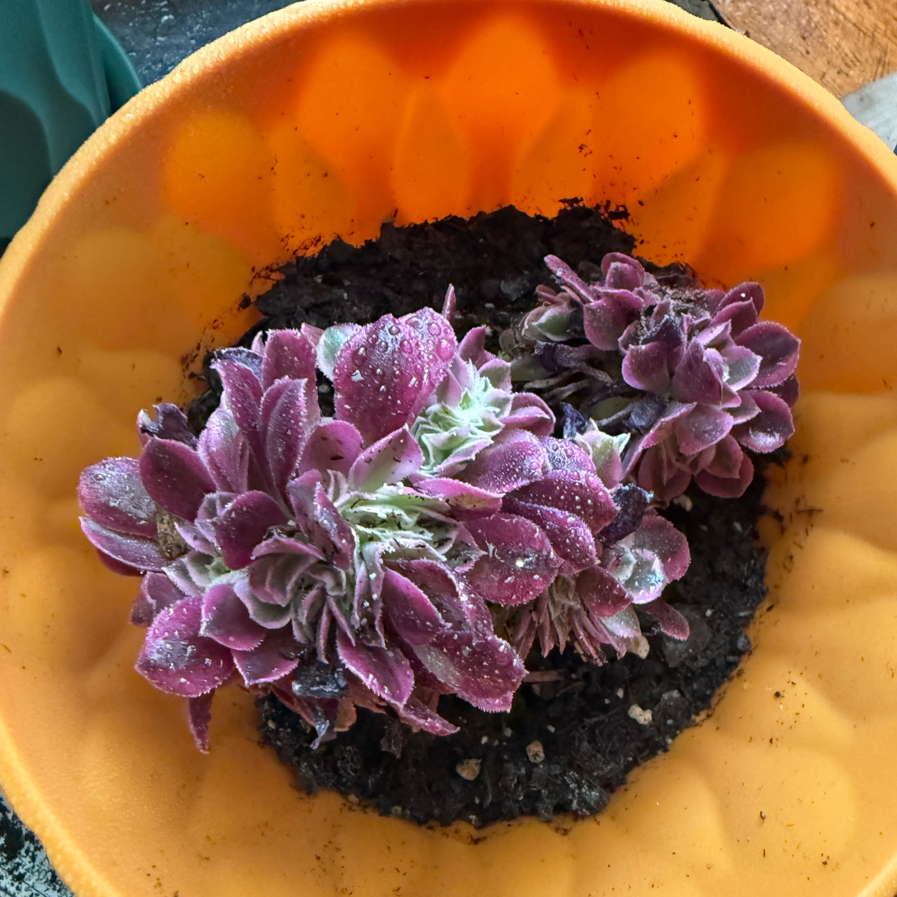 Photo of the plant species Crested Aeonium 'Medusa' by @BossBlue46 named Walt on Greg, the plant care app