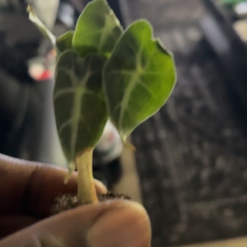 Photo of the plant species Alocasia 'Mandalay' by @BossBlue46 named Baesil on Greg, the plant care app