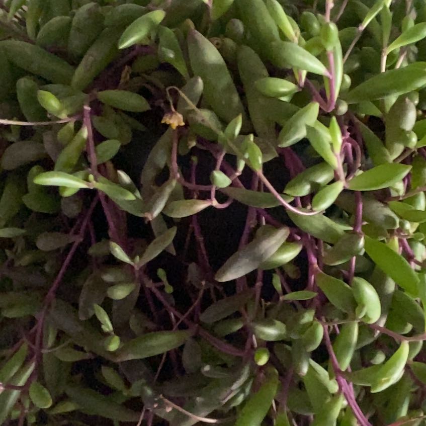Photo of the plant species ruby necklace by @NewJubaea2 named Aristotle on Greg, the plant care app