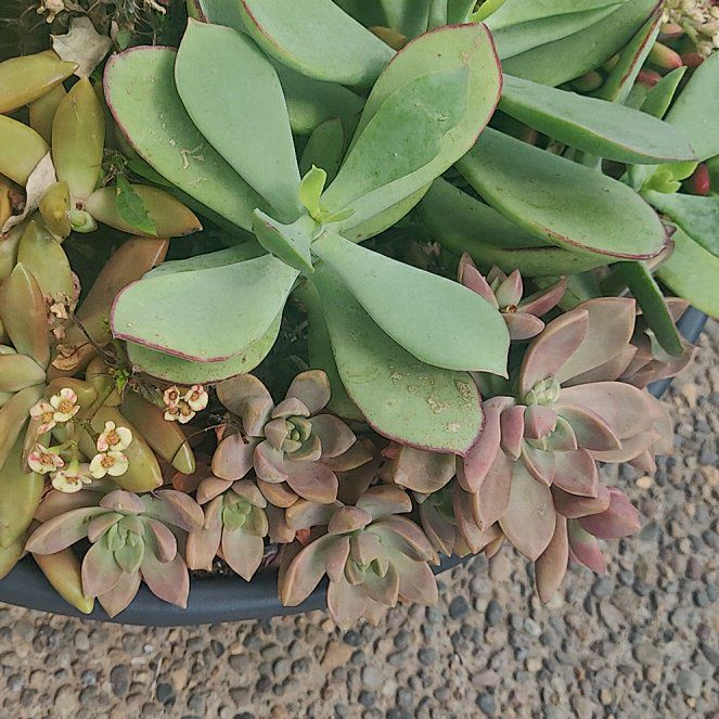 Photo of the plant species Pig's Ear by @PoetCardoon71 named Aristotle on Greg, the plant care app