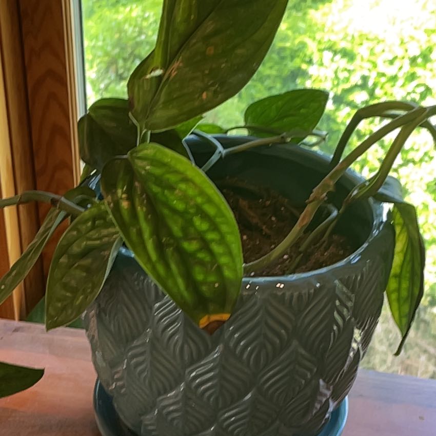 Photo of the plant species Alexa by @AvidRosea34 named Rosa on Greg, the plant care app