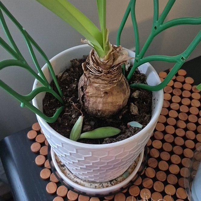 Photo of the plant species Paperwhite by @RadTorgrass13 named Nithin on Greg, the plant care app