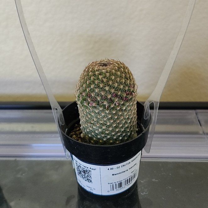 Photo of the plant species Thumb Cactus by @FoxyPinoak19 named Sigmund on Greg, the plant care app