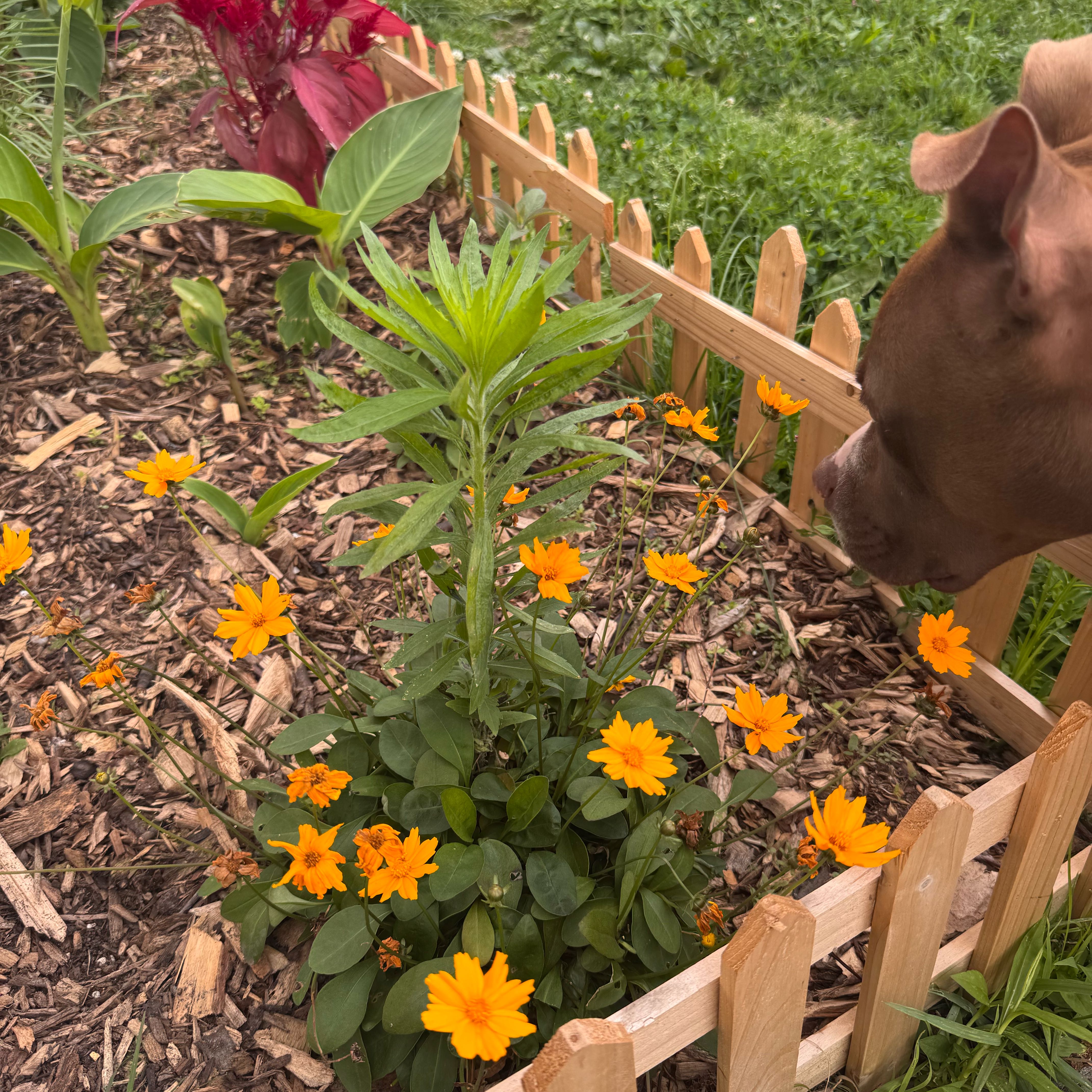 Photo of the plant species Dwarf Coreopsis by @VastRedash10 named Zion on Greg, the plant care app