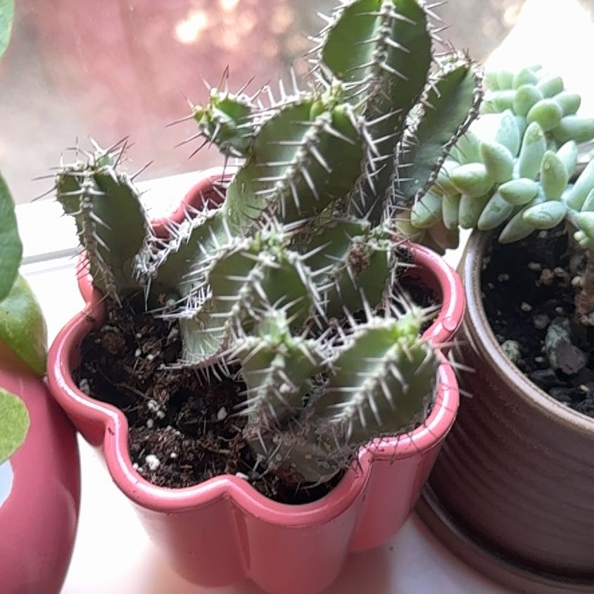 Photo of the plant species Milk Barrel Cactus by @BusyCowvine17 named Wall-E on Greg, the plant care app