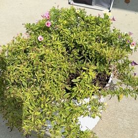Photo of the plant species Million Bells by @RoundRedlion15 named Pax (Left) on Greg, the plant care app