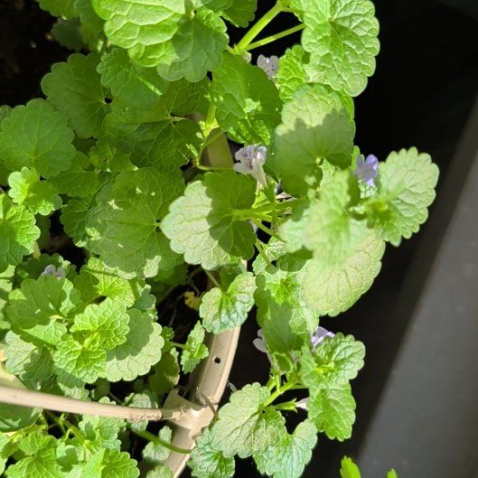 Photo of the plant species Creeping Charlie by @MerrySandleek71 named Messi on Greg, the plant care app