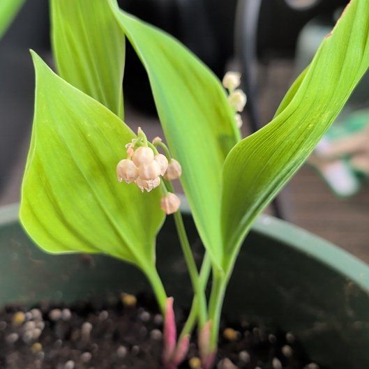 Photo of the plant species Lily-of-the-Valley by @MerrySandleek71 named Bella on Greg, the plant care app
