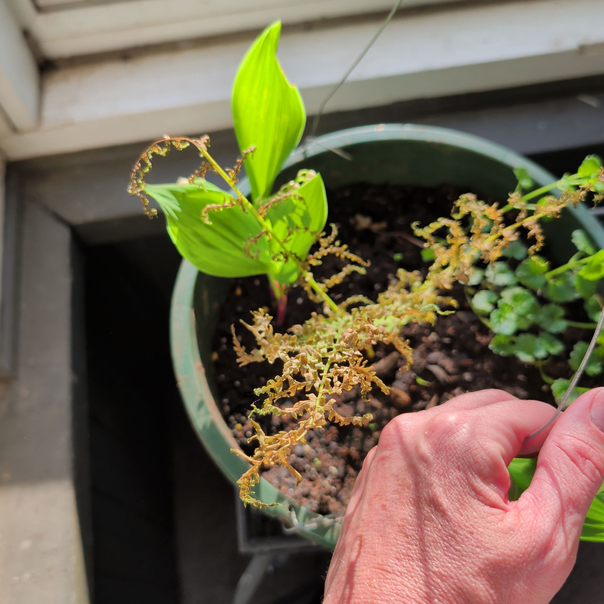 Photo of the plant species Brittle Bladder-Fern by @MerrySandleek71 named Taylor Swift on Greg, the plant care app