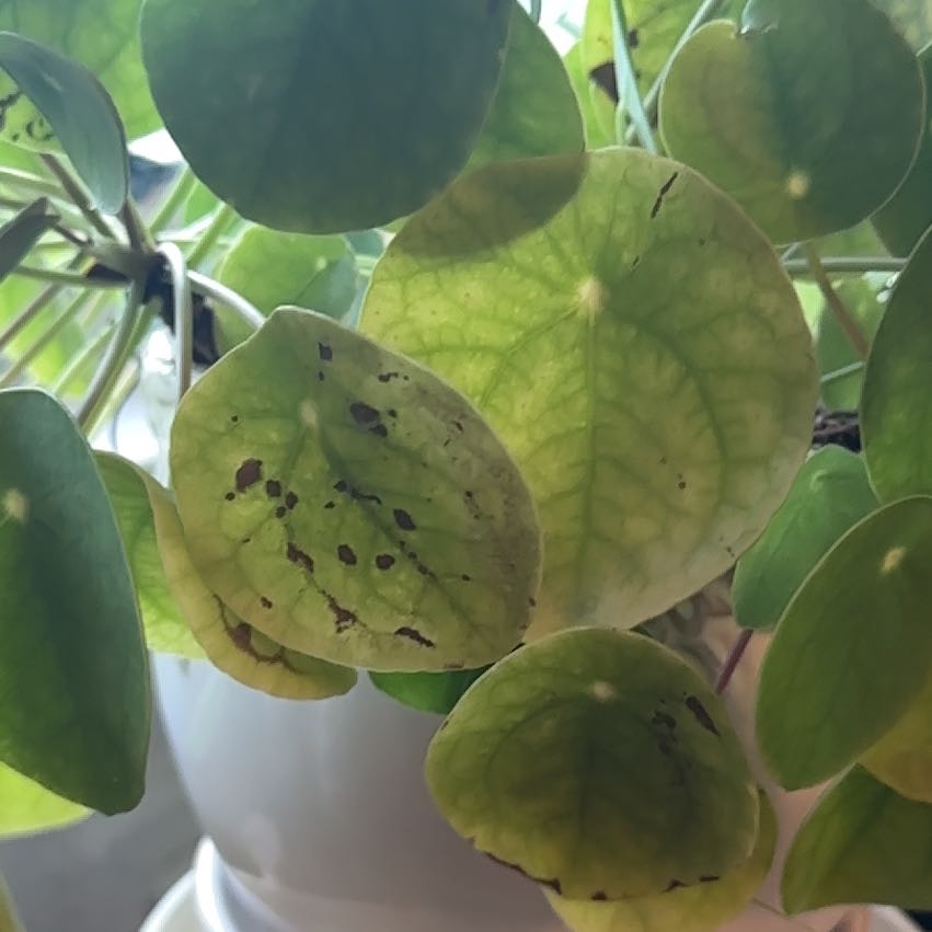 Photo of the plant species Lunaria Annua by @PluckyGinger17 named Kobe on Greg, the plant care app