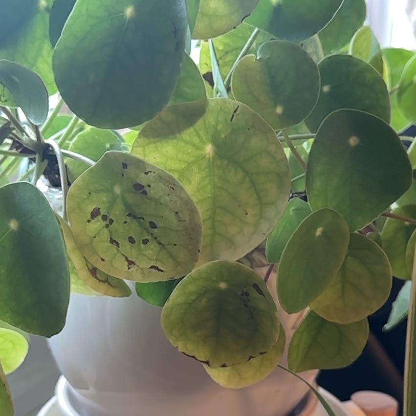 Photo of the plant species Lunaria Annua by @PluckyGinger17 named Xena on Greg, the plant care app