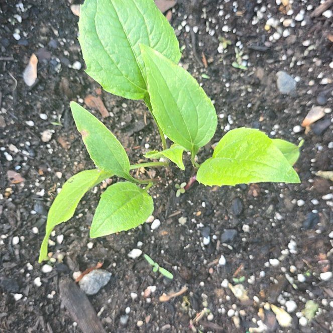 Photo of the plant species Purple Coneflower by @DinkumPhalsa29 named Sir Plancelot on Greg, the plant care app