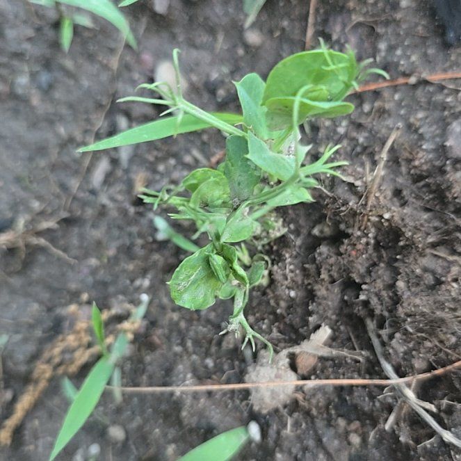 Photo of the plant species Peas by @DinkumPhalsa29 named Homer on Greg, the plant care app