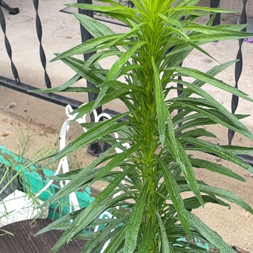 Photo of the plant species Canadian Fleabane by @BestWatermint87 named Plato on Greg, the plant care app