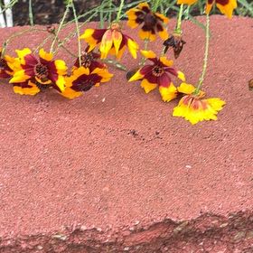 Photo of the plant species Atkinson's Tickseed by @BestWatermint87 named Harry on Greg, the plant care app