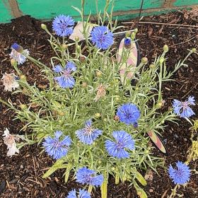 Photo of the plant species Cornflower by @BestWatermint87 named Bruce Lee on Greg, the plant care app