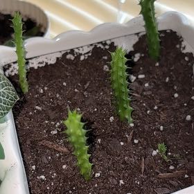 Photo of the plant species Medusa's Head by @PerkyViszsla81 named Bodhi on Greg, the plant care app