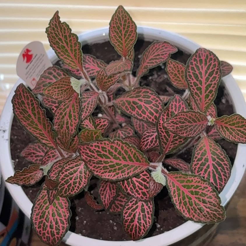 Photo of the plant species Mini Red Vein Plant by @PerkyViszsla81 named Baesil on Greg, the plant care app