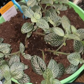 Photo of the plant species Mini White Fittonia by @PerkyViszsla81 named Cleopatra on Greg, the plant care app
