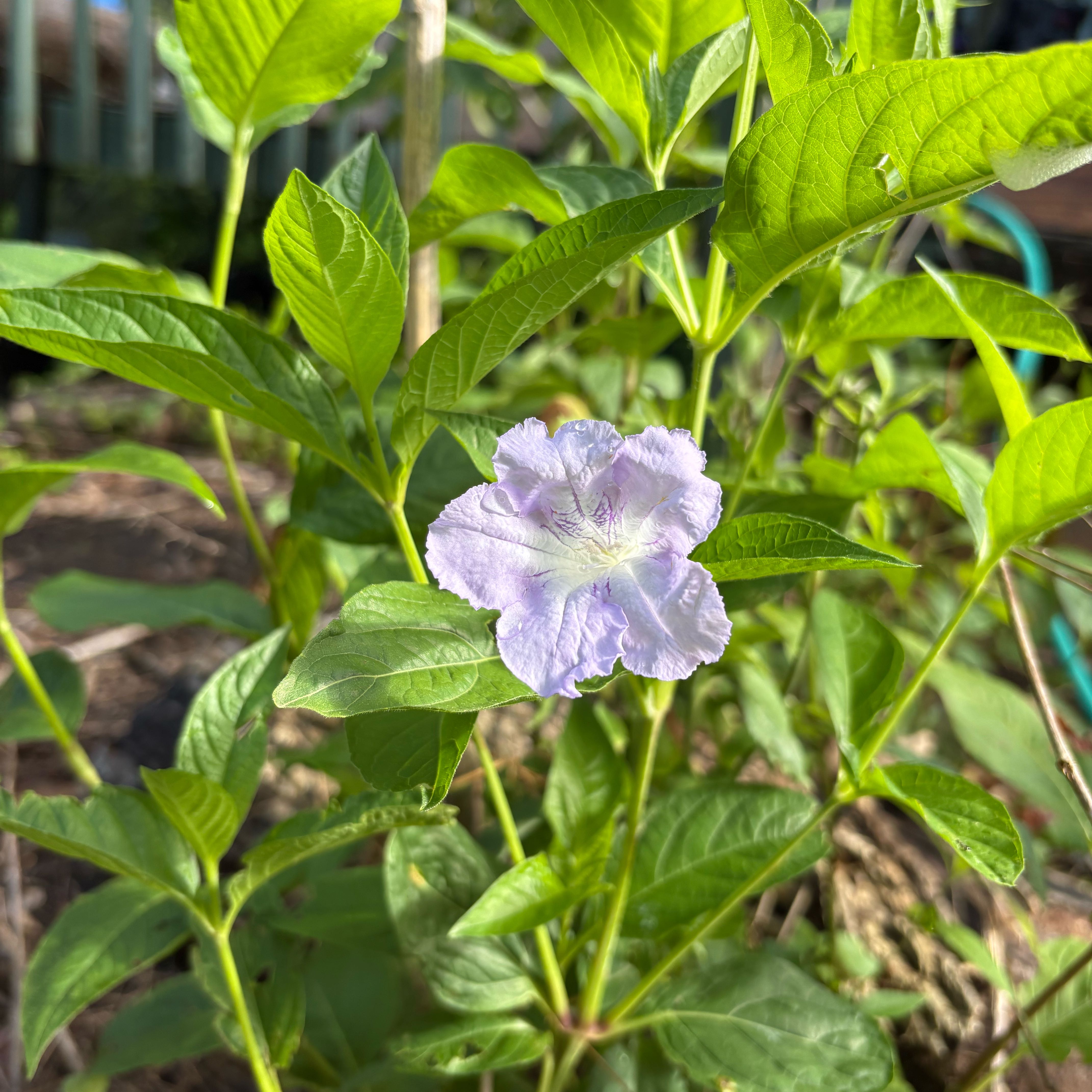Photo of the plant species Wild Petunia by @PerkyViszsla81 named Fernie Mercury on Greg, the plant care app