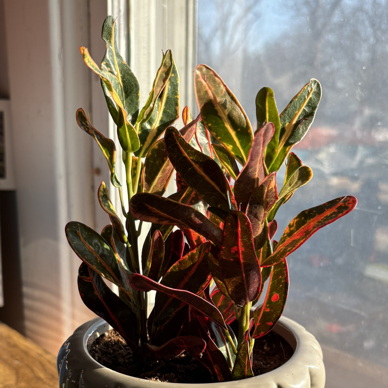 Photo of the plant species Bush on Fire Croton by @PerkyViszsla81 named Mochi on Greg, the plant care app