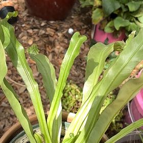 Photo of the plant species Green Flame Fern by @ElatedChosmo53 named Kendall on Greg, the plant care app