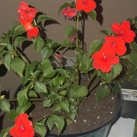 Photo of the plant species Impatiens Wallriana by @BeefyPipevine45 named Oscar on Greg, the plant care app
