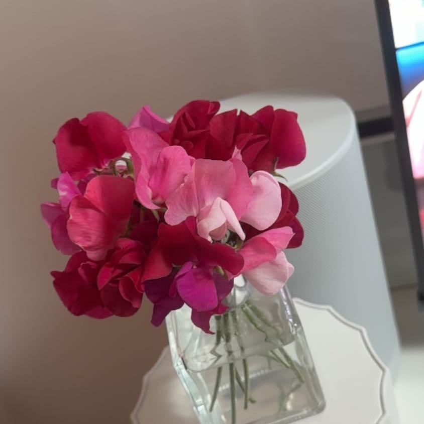 Photo of the plant species Annual Sweet Pea by @GoldTigerpear80 named Fernie Saunders on Greg, the plant care app