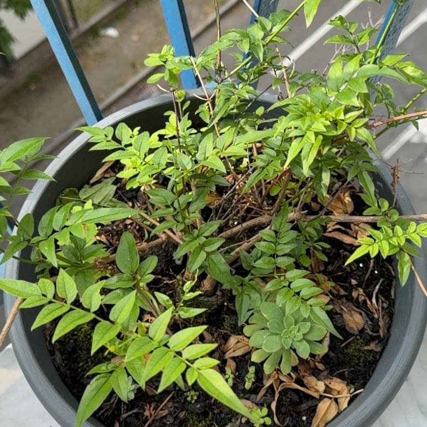 Photo of the plant species Pink Jasmine by @AceRedfir9 named Stella on Greg, the plant care app