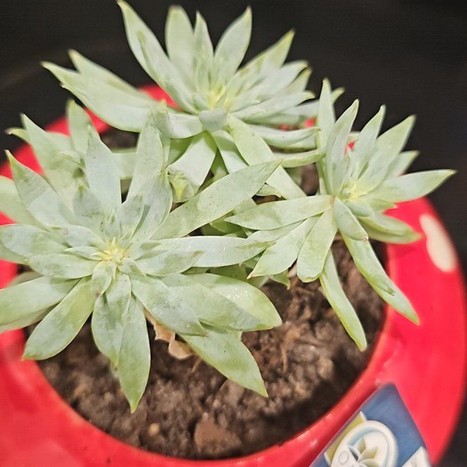 Photo of the plant species Bright Green Dudleya by @BusyAsarina36 named Fernie Saunders on Greg, the plant care app