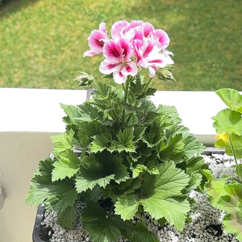 Photo of the plant species Sweet Scented Geranium by @ChicMugwort97 named Fernie Saunders on Greg, the plant care app