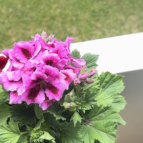 Photo of the plant species Hooded-Leaf Pelargonium by @ChicMugwort97 named Winston on Greg, the plant care app