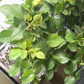 Photo of the plant species Multiflora Rose by @ChicMugwort97 named Stella on Greg, the plant care app