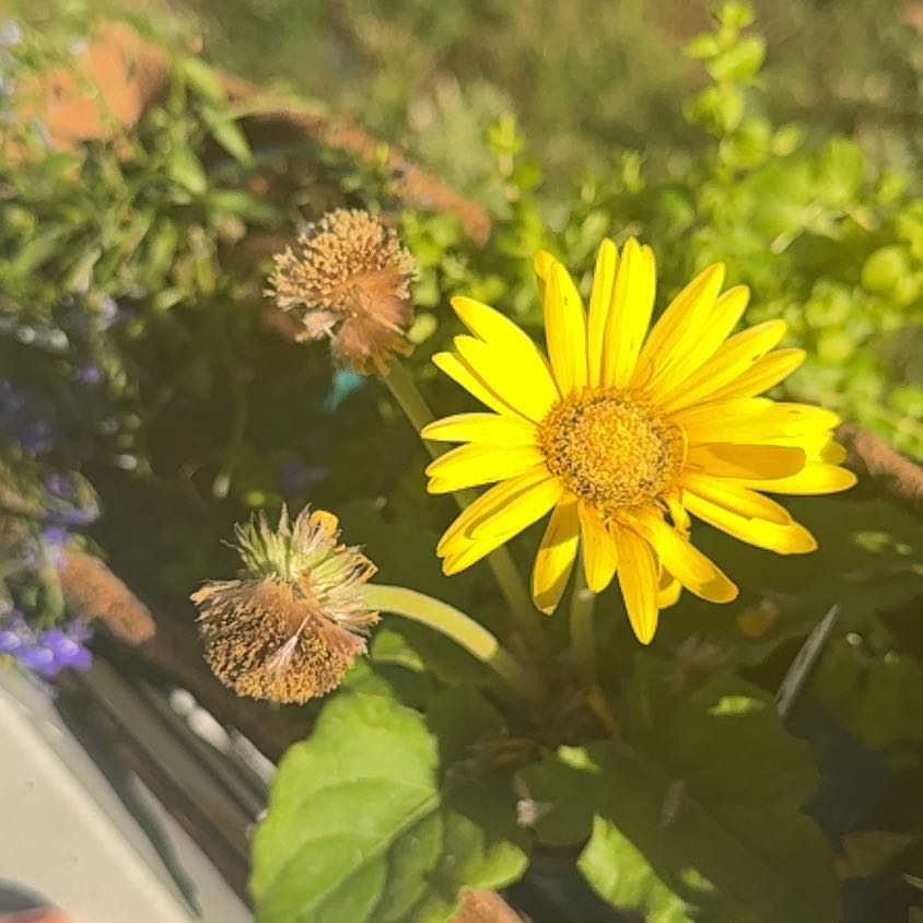 Photo of the plant species Crown Daisy by @ZingStargilia93 named Sonora on Greg, the plant care app