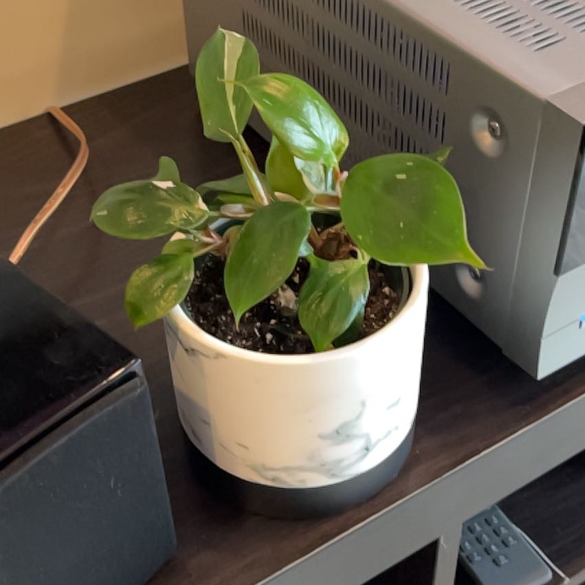 Photo of the plant species Philodendron 'White Wizard' by @AlertPlumtree81 named Apollo on Greg, the plant care app
