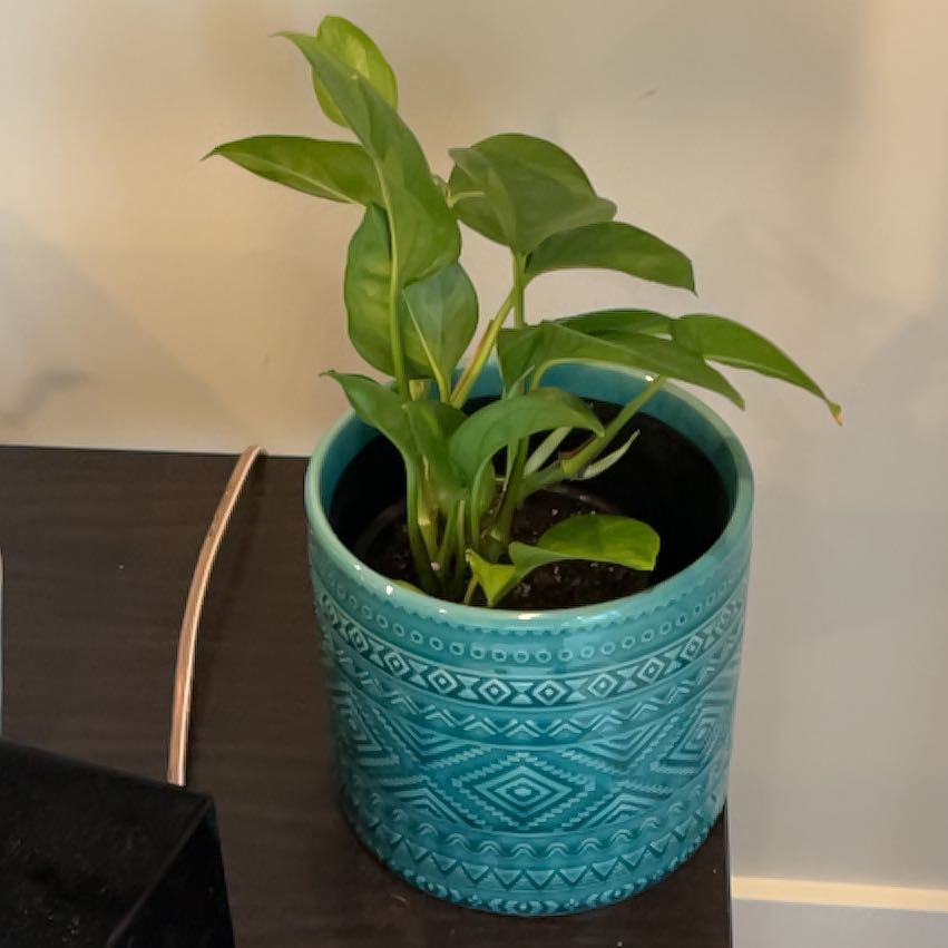 Photo of the plant species Global Green Pothos by @AlertPlumtree81 named Zeus on Greg, the plant care app