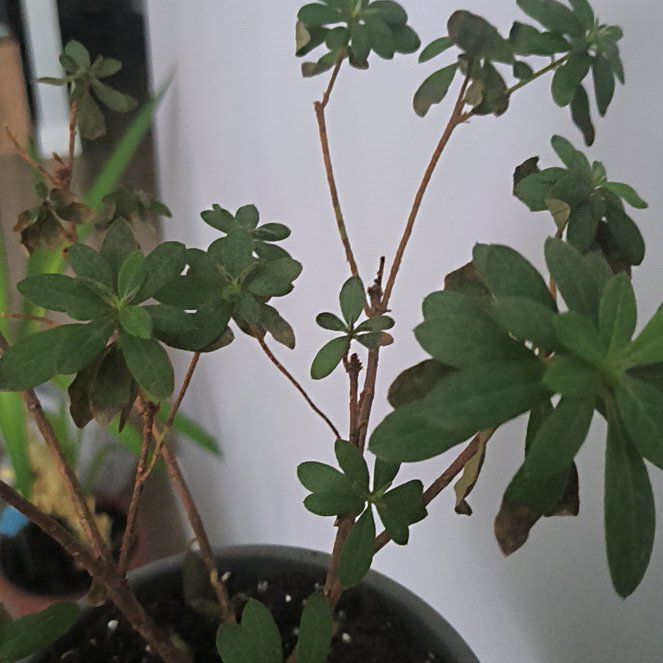 Photo of the plant species Rhododendron by @IconRedalder61 named Kardashian on Greg, the plant care app