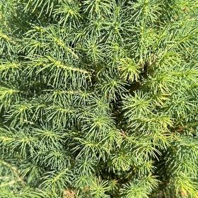 Photo of the plant species Picea glauca by @BigCorn47 named Sir Plancelot on Greg, the plant care app