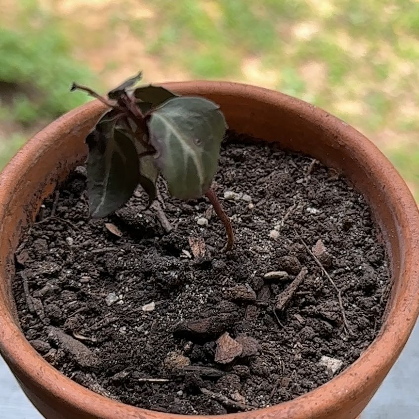 Photo of the plant species Chimaphila Maculata by @ChattHillsGA7 named WINTERGREEN on Greg, the plant care app