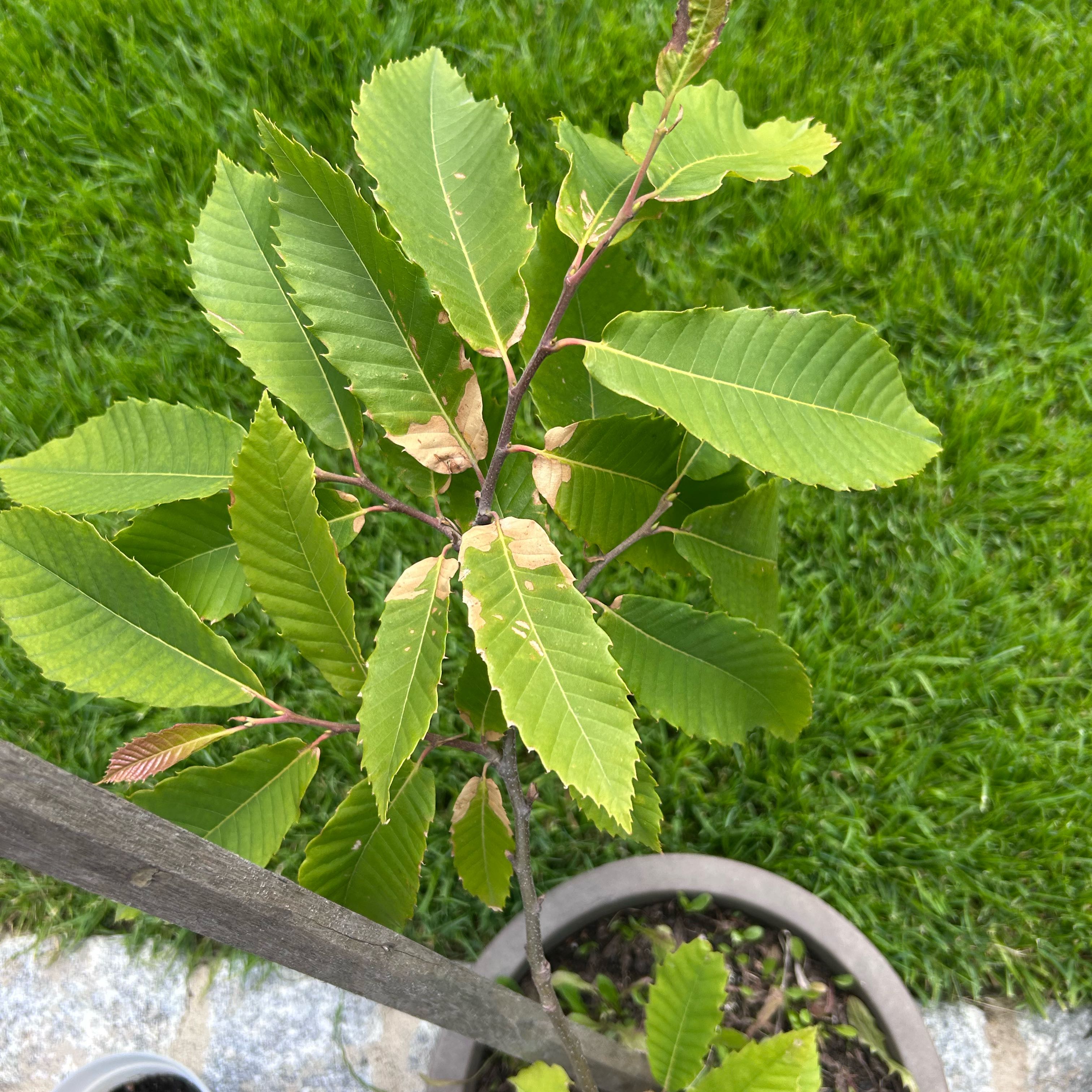 Photo of the plant species Spanish Chestnut by @BossPapaya39 named Doja Cat on Greg, the plant care app