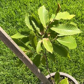Photo of the plant species Spanish Chestnut by @BossPapaya39 named Queen on Greg, the plant care app