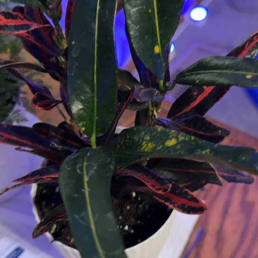 Photo of the plant species Red Croton by @TutorBookaloe97 named Miley on Greg, the plant care app