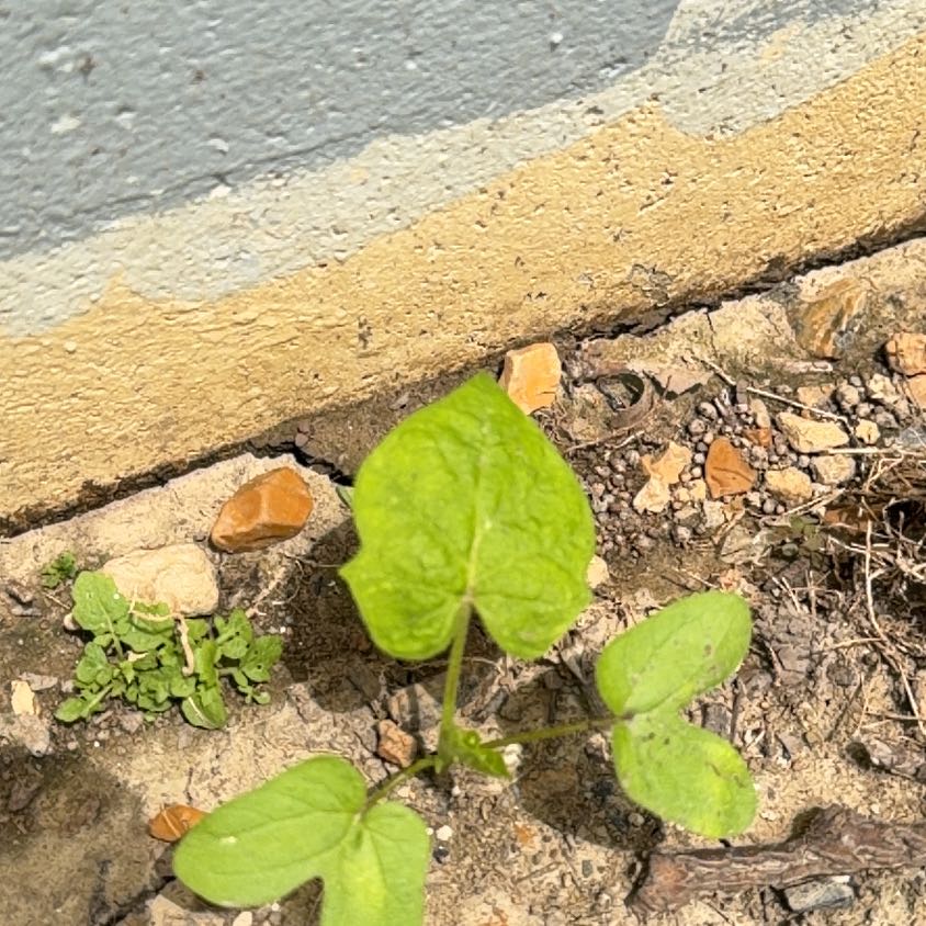 Photo of the plant species Purple Clematis by @TutorBookaloe97 named Keanu Leaves on Greg, the plant care app
