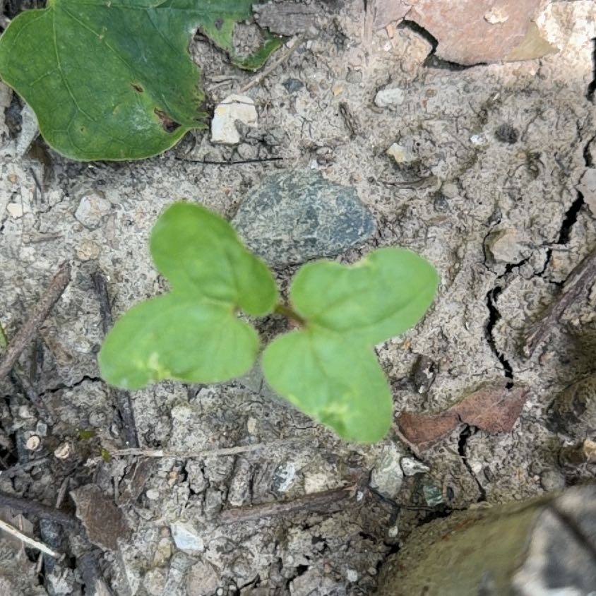 Photo of the plant species Northern Willowherb by @TutorBookaloe97 named Walt on Greg, the plant care app