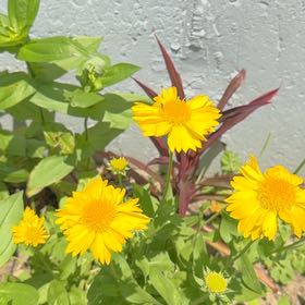 Photo of the plant species Lanceleaf Tickseed by @TutorBookaloe97 named Leonardo on Greg, the plant care app