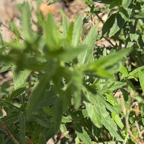 Photo of the plant species Purpleleaf Willowherb by @TutorBookaloe97 named Lavender on Greg, the plant care app