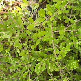 Photo of the plant species Stringy Stonecrop by @TutorBookaloe97 named Prince on Greg, the plant care app
