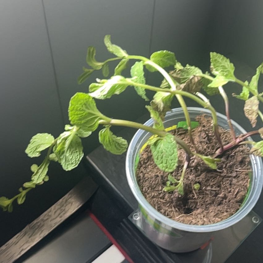 Photo of the plant species Sweet Mint by @OptimalGrass96 named Saweetie on Greg, the plant care app