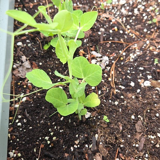 Photo of the plant species Peas by @AcceptingNeem95 named Girlfrond on Greg, the plant care app