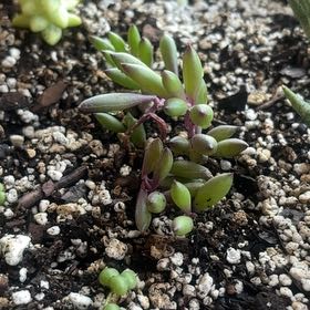 Photo of the plant species ruby necklace by @FamedBaywillow5 named Forrest on Greg, the plant care app